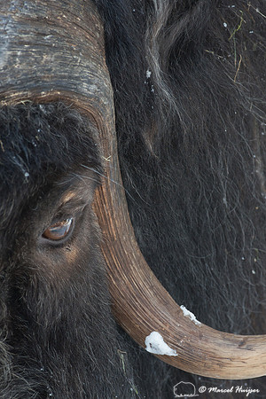 Muskox (Ovibos moschatus), Sweden (captive animal)