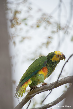 Yellow-faced parrot (Alipiopsitta xanthops), Pantanal, Mato Gros