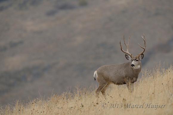 Mule deer buck (Odocoileus hemionus), Montana, USA