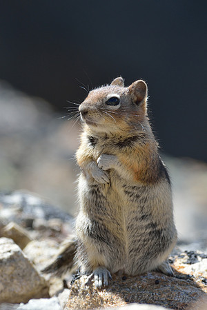 Golden-mantled ground squirrel (Callospermophilus lateralis), Montana, USA