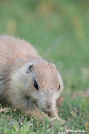 Black-tailed prairie dog (Cynomys ludovicianus), Wyoming, USA