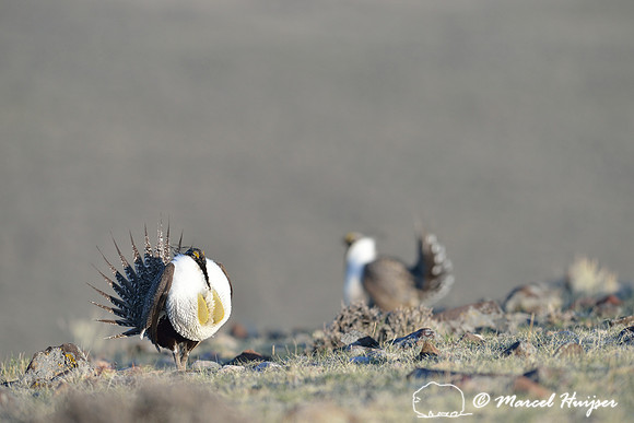 Greater sage-grouse (Centrocercus urophasianus), Montana, USA
