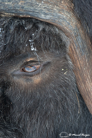 Muskox (Ovibos moschatus), Sweden (captive animal)