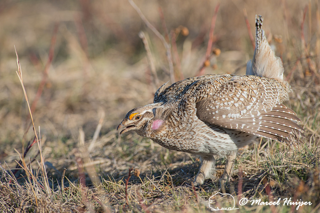 Sharp-tailed grouse (Tympanuchus phasianellus), Nebraska, USA