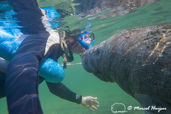West Indian manatee (Trichechus manatus) seeks attention from Be