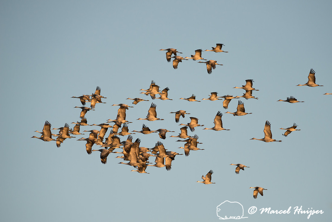Sandhill cranes (Grus canadensis), Platte River, Nebraska, USA