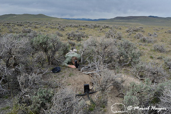 Marcel Huijser sets up camera equipment to photograph pygmy rabbits, near Bannack, Montana, USA