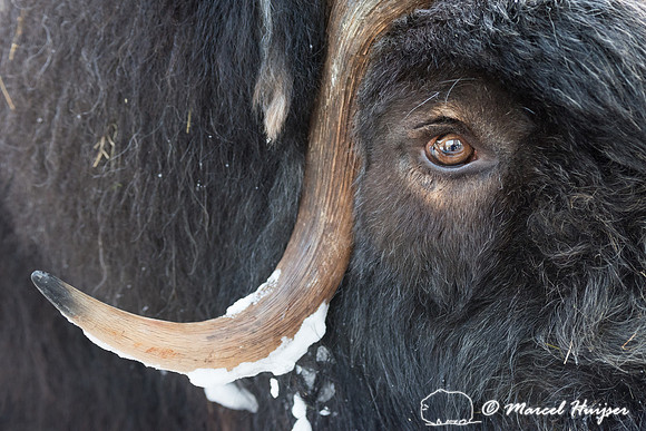 Muskox (Ovibos moschatus), Sweden (captive animal)