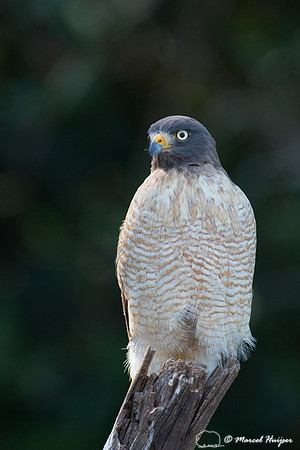 Roadside hawk (Rupornis magnirostris), Pantanal, Mato Grosso do