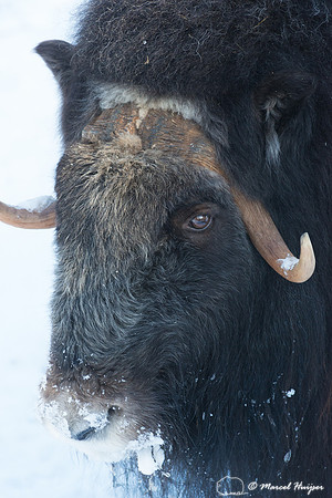 Muskox (Ovibos moschatus), Sweden (captive animal)