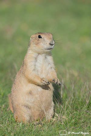 Black-tailed prairie dog (Cynomys ludovicianus), Wyoming, USA