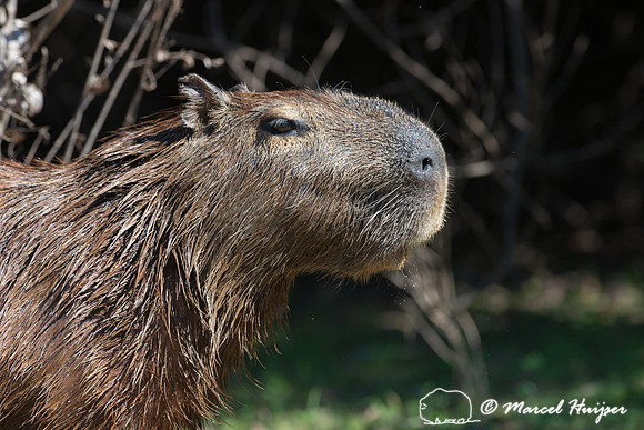 Capybara (Hydrochoerus hydrochaeris), Pantanal, Mato Grosso do S