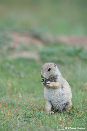 Black-tailed prairie dog (Cynomys ludovicianus), Wyoming, USA
