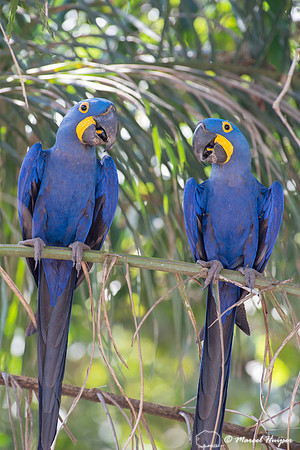Hyacinth macaw (Anodorhynchus hyacinthinus), Pantanal, Mato Gros