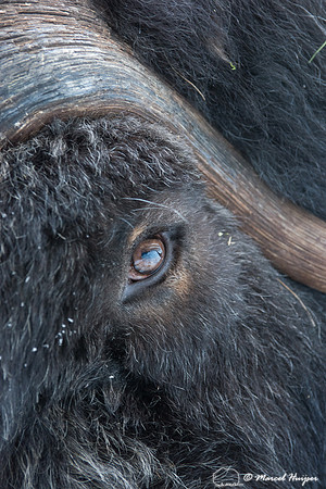 Detail of Muskox  (Ovibos moschatus) in winter, Sweden, captive