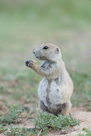 Black-tailed prairie dog (Cynomys ludovicianus), Wyoming, USA