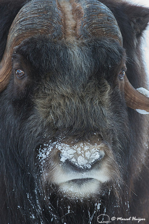 Muskox (Ovibos moschatus), Sweden (captive animal)