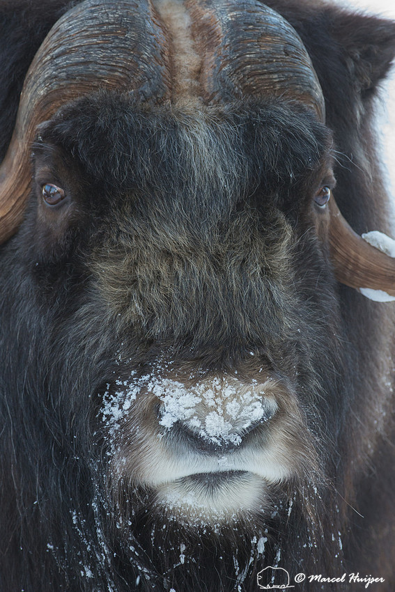 Muskox (Ovibos moschatus), Sweden (captive animal)