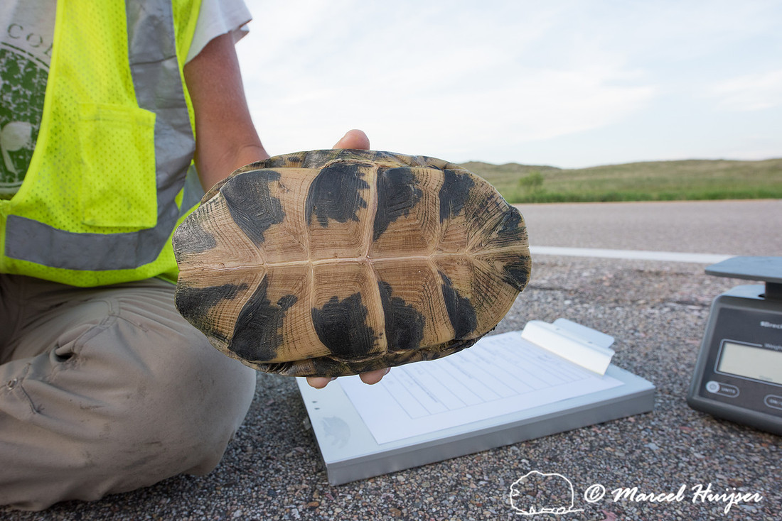 Kari Gunson measures a Blanding's turtle )Emydoidea blandingii)