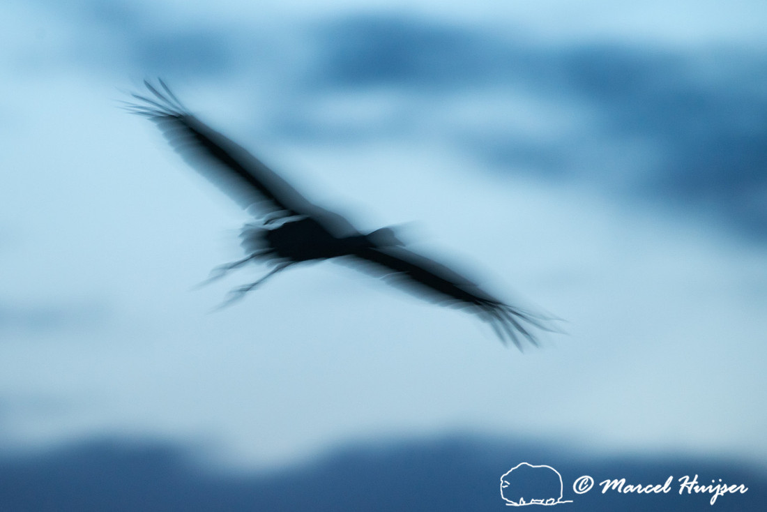 Sandhill cranes (Grus canadensis), Platte River, Nebraska, USA
