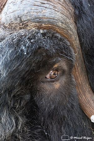 Muskox (Ovibos moschatus), Sweden (captive animal)