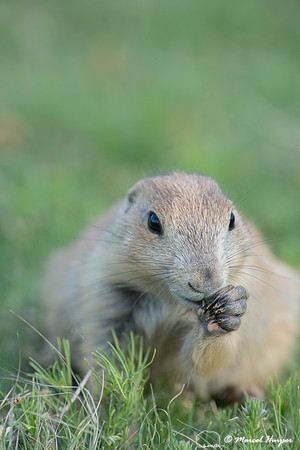 Black-tailed prairie dog (Cynomys ludovicianus), Wyoming, USA