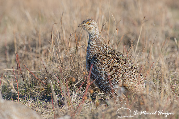 Sharp-tailed grouse (Tympanuchus phasianellus), Nebraska, USA