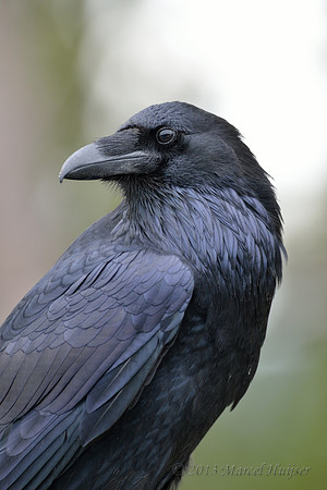 Common Raven (Corvus corax), Wyoming, USA