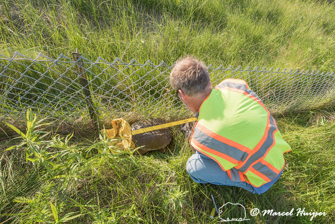 Marcel Huijser measures the carapace length of a common snapping