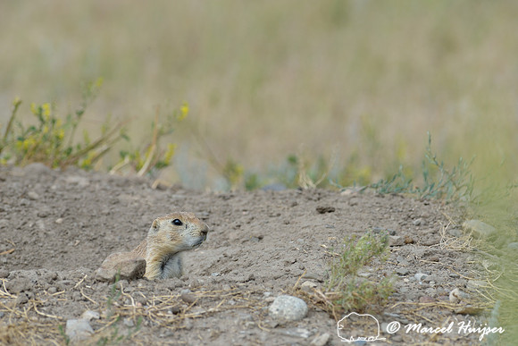 Black-tailed prairie dog (Cynomys ludovicianus), Greycliff Prairie Dog Town State Park, Montana, USA