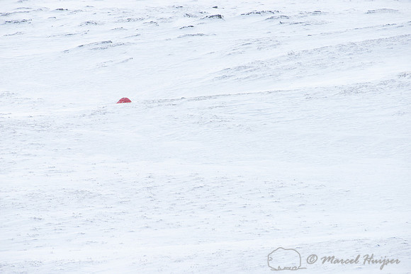 Our tent,  Dovrefjell, Norway