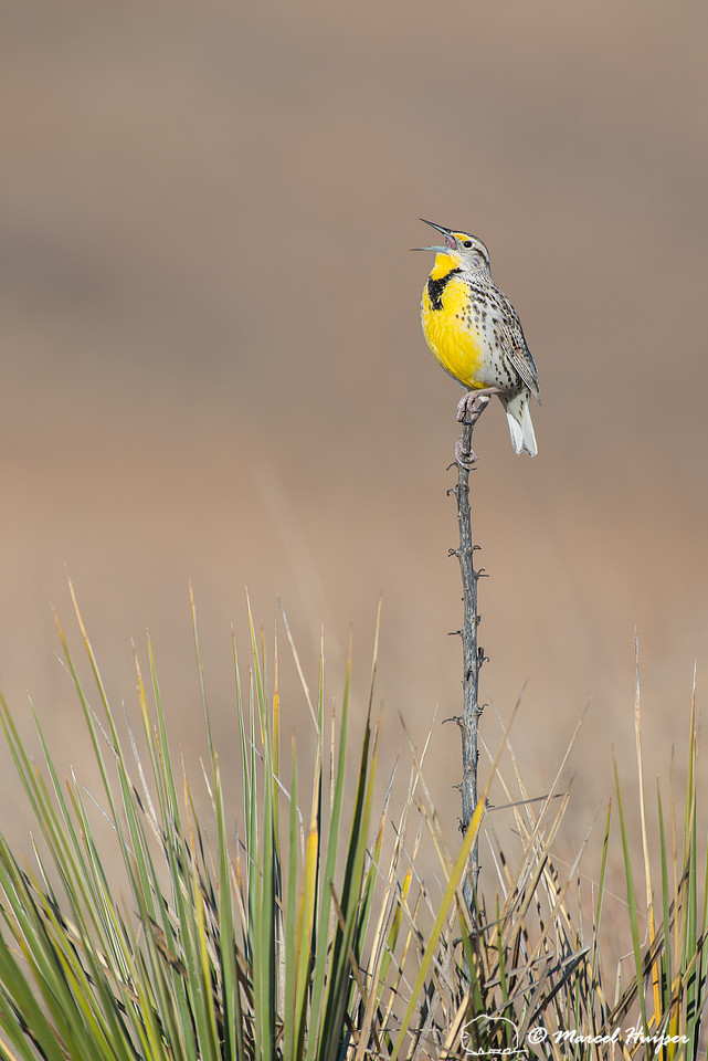 Western meadowlark (Sturnella neglecta), Nebraska, USA