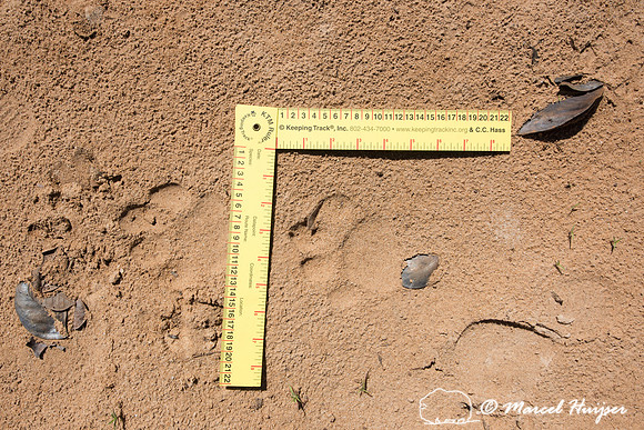 Jaguar (Panthera onca) tracks, Rio Negro, Pantanal, Mato Grosso