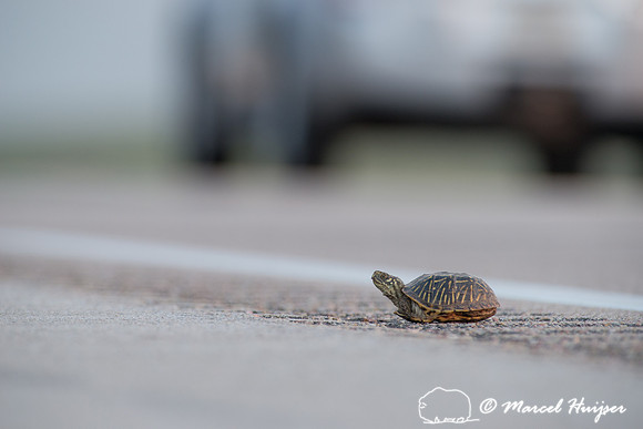 Ornate box turtle (Terrapene ornata ornata) on US Hwy 83 through
