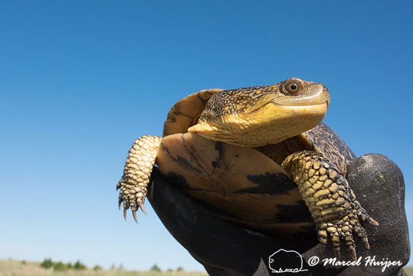 Blanding's turtle (Emydoidea blandingii) previously marked with