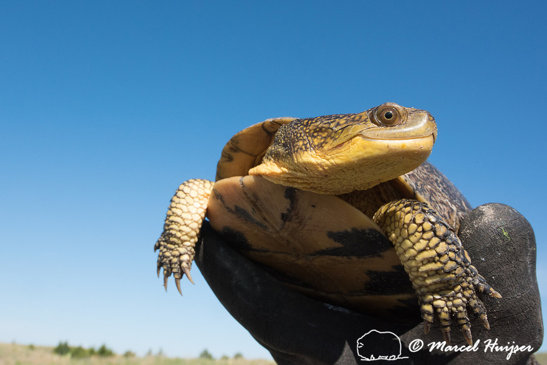 Blanding's turtle (Emydoidea blandingii) previously marked with