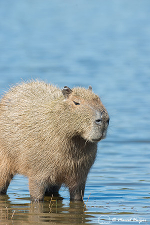 Capybara (Hydrochoerus hydrochaeris), Pantanal, Mato Grosso do S