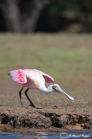 Roseate spoonbill (Platalea ajaja), Pantanal, Mato Grosso do Sul