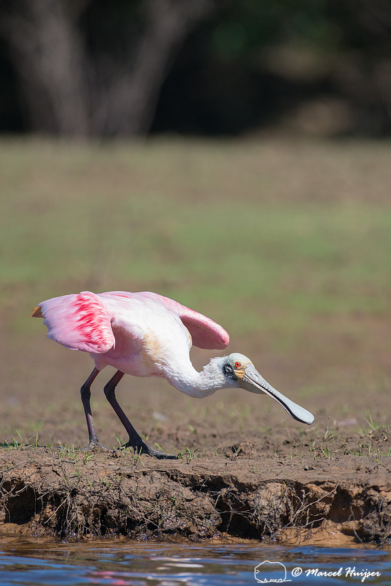 Roseate spoonbill (Platalea ajaja), Pantanal, Mato Grosso do Sul