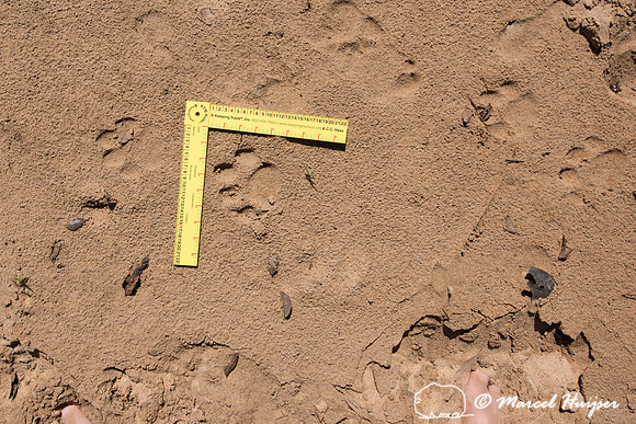 Jaguar (Panthera onca) tracks, Rio Negro, Pantanal, Mato Grosso