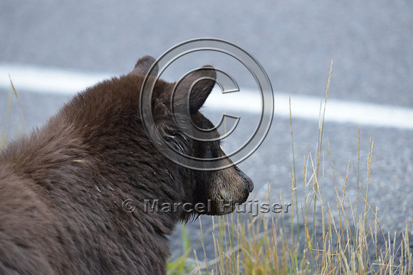 Black bear (Ursus americanus) next to road, Wyoming, USA