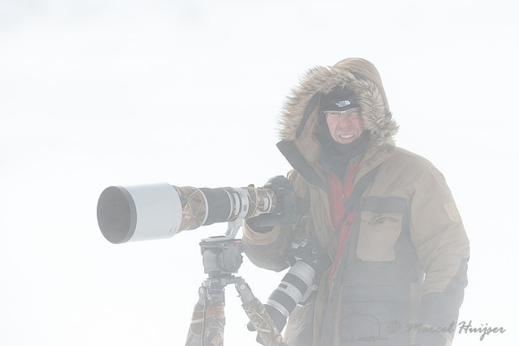 Niels Kooyman photographing muskoxen (Ovibos moschatus) in winte