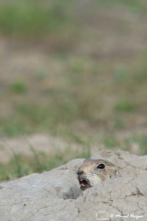Black-tailed prairie dog (Cynomys ludovicianus), South Dakota, U