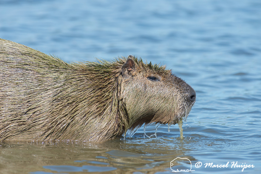 Capybara (Hydrochoerus hydrochaeris), Pantanal, Mato Grosso do S