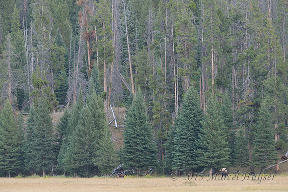 Bull moose (Alces alces), Wyoming, USA