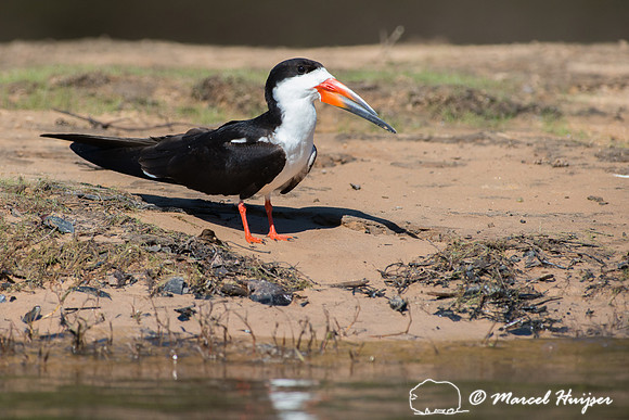 Black skimmer (Rynchops niger), Pantanal, Mato Grosso do Sul, Br