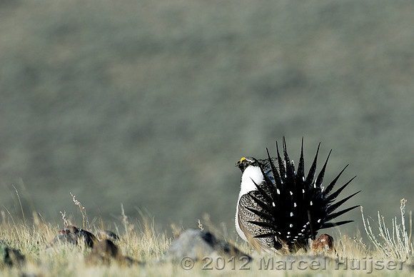 Male sage grouse (Centrocercus urophasianus) in a lek and displaying, near Bannack, Montana, USA