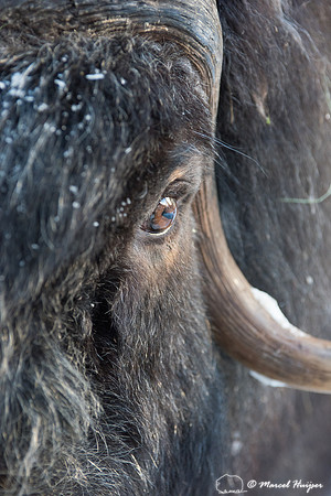 Detail of Muskox  (Ovibos moschatus) in winter, Sweden, captive