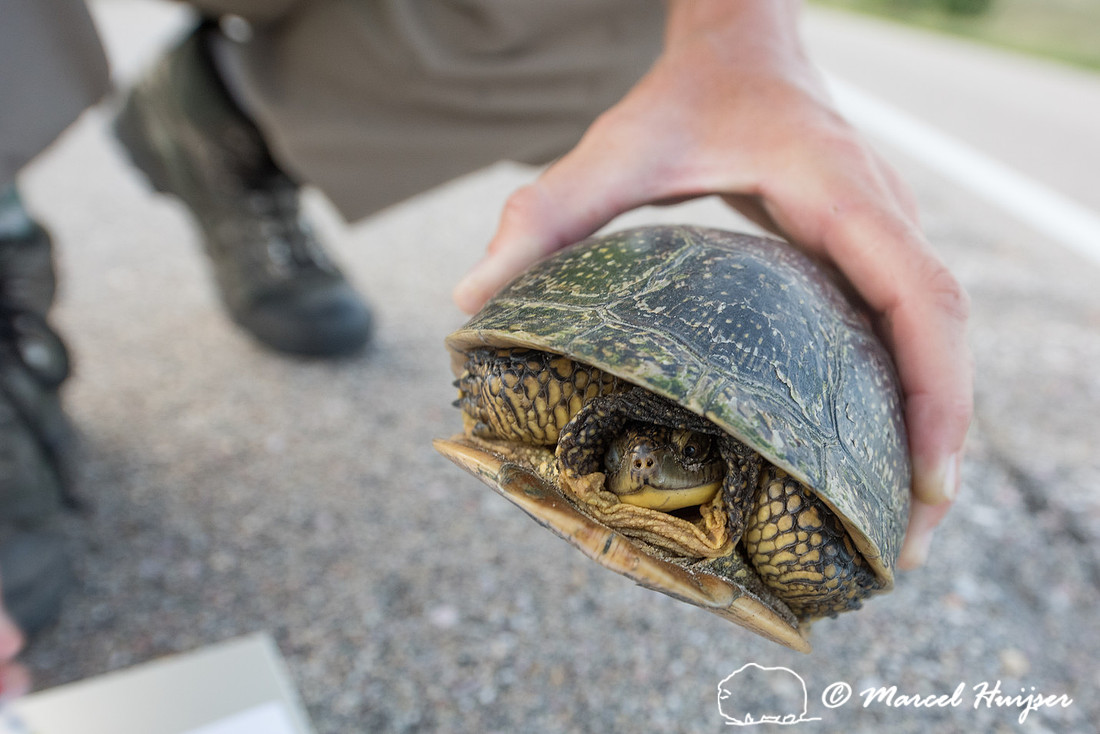 Kari Gunson measures a Blanding's turtle )Emydoidea blandingii)