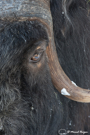 Muskox (Ovibos moschatus), Sweden (captive animal)